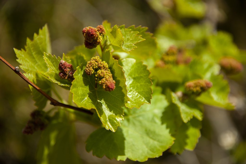 Tast de primavera. Celler Bàrbara Forés